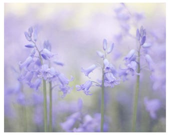 blue bells, flowers, botanical art print, flower photography, floral photography, floral home decor, fine art photography, floral wall art