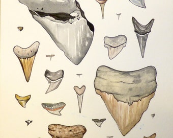 Sharktooth Watercolor Painting