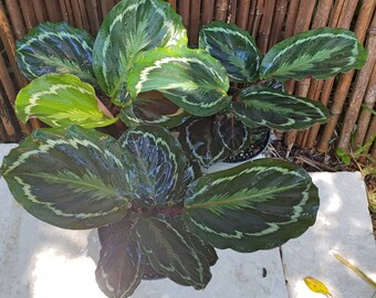 Calathea Medalion Roseopicta Peacock Plant Growing in a 6" Pot