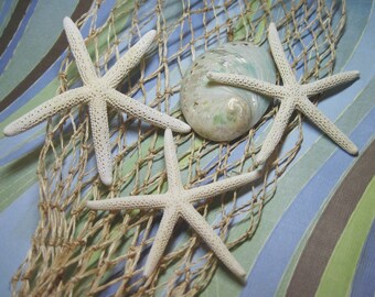 Pencil White Starfish Sea Stars - 3 Fingerlings