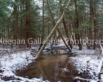 First Snowfall on Fools Creek
