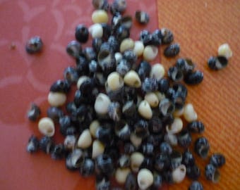 100 tiny 5 mm x 4 mm snail shells