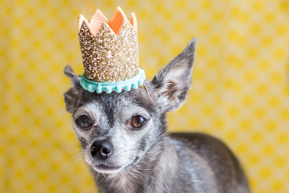 Mini Birthday Crown || Animal Birthday Hat || Dog Hat || Dog Crown || Dog Birthday Crown || Dog Birthday Hat || Pet Birthday