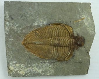 Trilobite specimen display authentic Cambrian fossil on