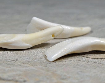 Water buffalo teeth, drilled, 40-50mm, #594