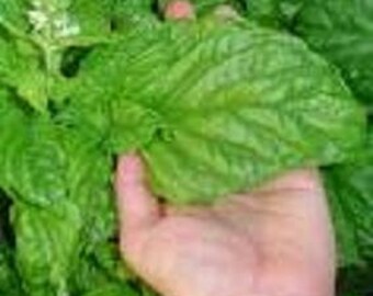 Basil Herb Plant, Mammoth Organic