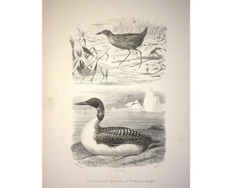 1787 ANTIQUE WATER BIRDS print original antique ornithology engraving - shore birds