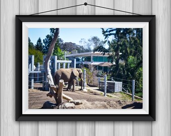 San Diego Zoo Photoset (Proceeds Donated)