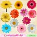 Daisy Clipart Digital Daisy Flowers Clipart Scrapbook Daisy Red Coral Yellow White Pink Blue Cute Daisies Flowers Clipart Realistic Digital