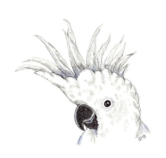 Sally Blanchard Original Pen and Ink Drawing of a Sulfur-crested Cockatoo