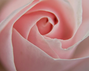 Pink Rose Valentine's day present Greeting card