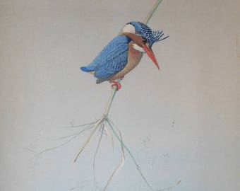 vintage bird print by louis agassiz fuertes pigmy kingfisher from field museum