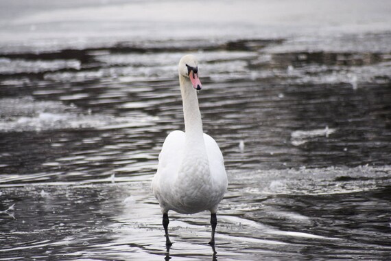 Swan Photography, Swan Standing on frozen water, Wildlife Photography, Swan Print, Swan Photo, swan art, swan decor, pond photography