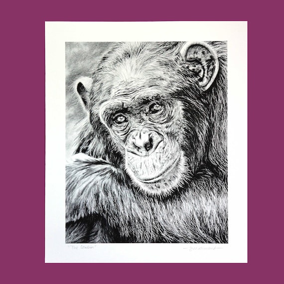 Chimpanzee Fine Art Print Chimp Illustration Graphite