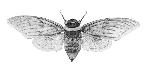 ORIGINAL Cicada specimen science illustration pen and ink