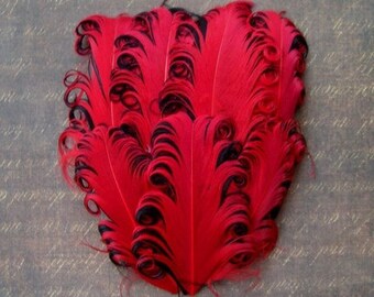 Nagorie Feather Pad - 1 Red on Black Curled Goose Feather Pad
