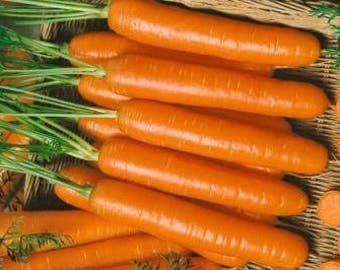 50 Little Fingers Non-Gmo Carrot Seeds