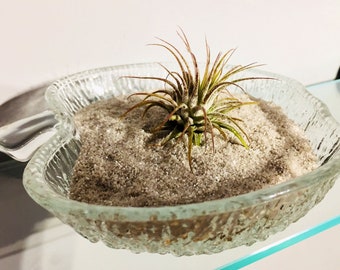 Tillandsia (Air Plant) in Apple dish