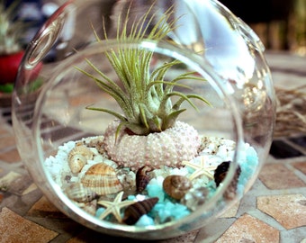 Air Plant Beach Terrarium (Kit) Seashells