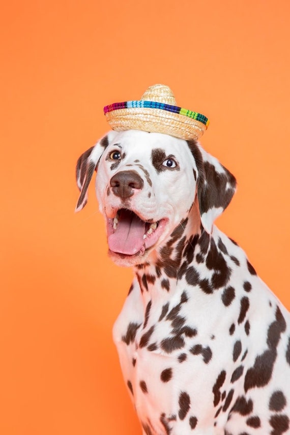 Mini Dog Sombrero || Mini Sombrero || Dog Hat || Straw Hat || Mini Sombrero || Fiesta Party || Fiesta Hat