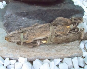Whole Smoked Eku Emo Ifa Spiritual Supplies Dried Farm Rat Ebo Offerings Santeria Lucumi