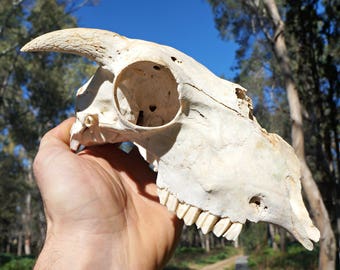 Real Goat Skull , Real Animal Skull , Outdoor Decor , Gothic Pagan Art , Voodoo , Goat Taxidermy , Macabre Treasures Collection,Cruelty Free