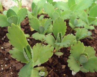 Mother of Thousands Succulent Plant, Kalanchoe Diagremontiana Live Succulent Plants, Organic Plants