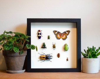 Green Scarab, Stag Beetle, Butterfly, and Beetles framed insect display - real mounted insects in a shadow box frame