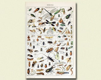 Vintage Larousse Print 1909 - Adolphe Millot Poster Insect Poster Home Decorating Larousse Illustrations Vintage Instects Print