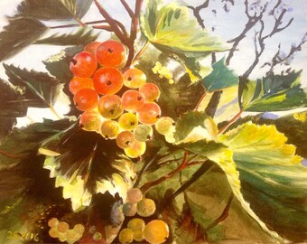Redcurrant.