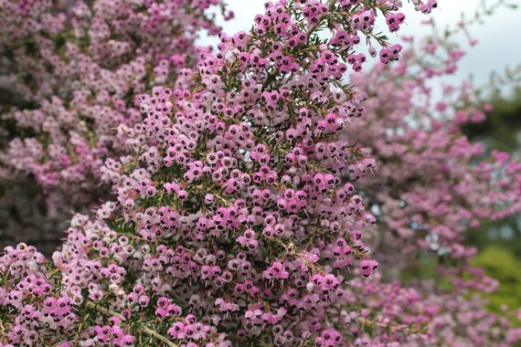 Christmas Heather--pink flowers, greeting card, photography, 5x7, signed, with envelope