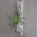 Small Driftwood Air Plant Wall Holder "Nautical Style"