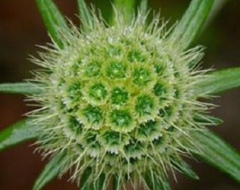 35+ Green Pincushion Scabiosa / Perennial Flower Seeds