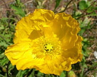 5 Seeds Papaver alpinium Kerner- Alpine Poppy