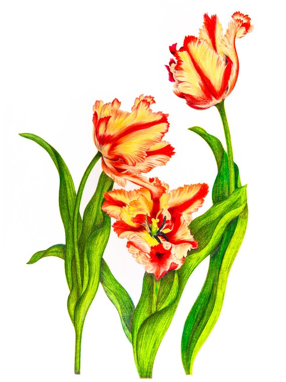 Parrot Tulip Nature Colored Pencil Drawing Reproduction Fine