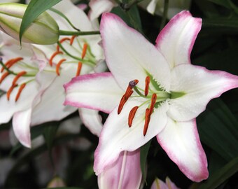 Hotline Oriental Lily - 2 Bulbs - White with Pink Edge- 16/18 cm