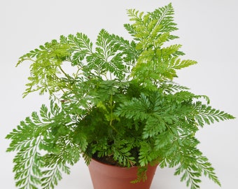 Rabbit Foot Fern / 4" Pot / Live Plant / House Plant / FREE Care Guide