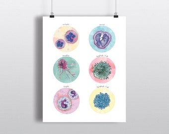 Defensive Cells, Immune System, Microbiology Poster, Science Art print, wall decor Monocyte Macrophage Basophil Neutrophil T cell B cell