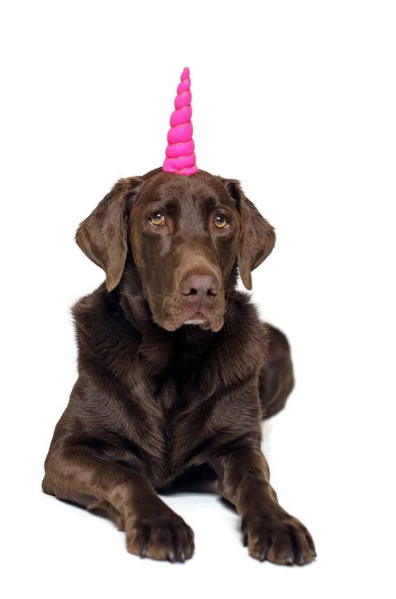 Dog Birthday Hat || Dog Unicorn Headband || Unicorn Headband for Dog || Pet Unicorn Costume || Dog Unicorn || Unicorn Dog