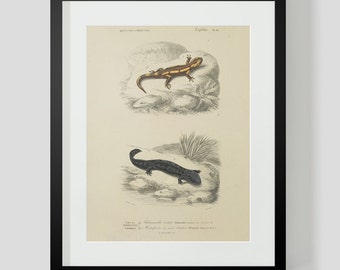 Vintage Amphibian Salamander Plate 18