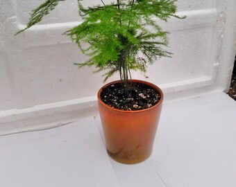 Fern Leaf Plumosus Asparagus Fern - 4"ceramic Pot - Easy to Grow (FREE SHIPPING)