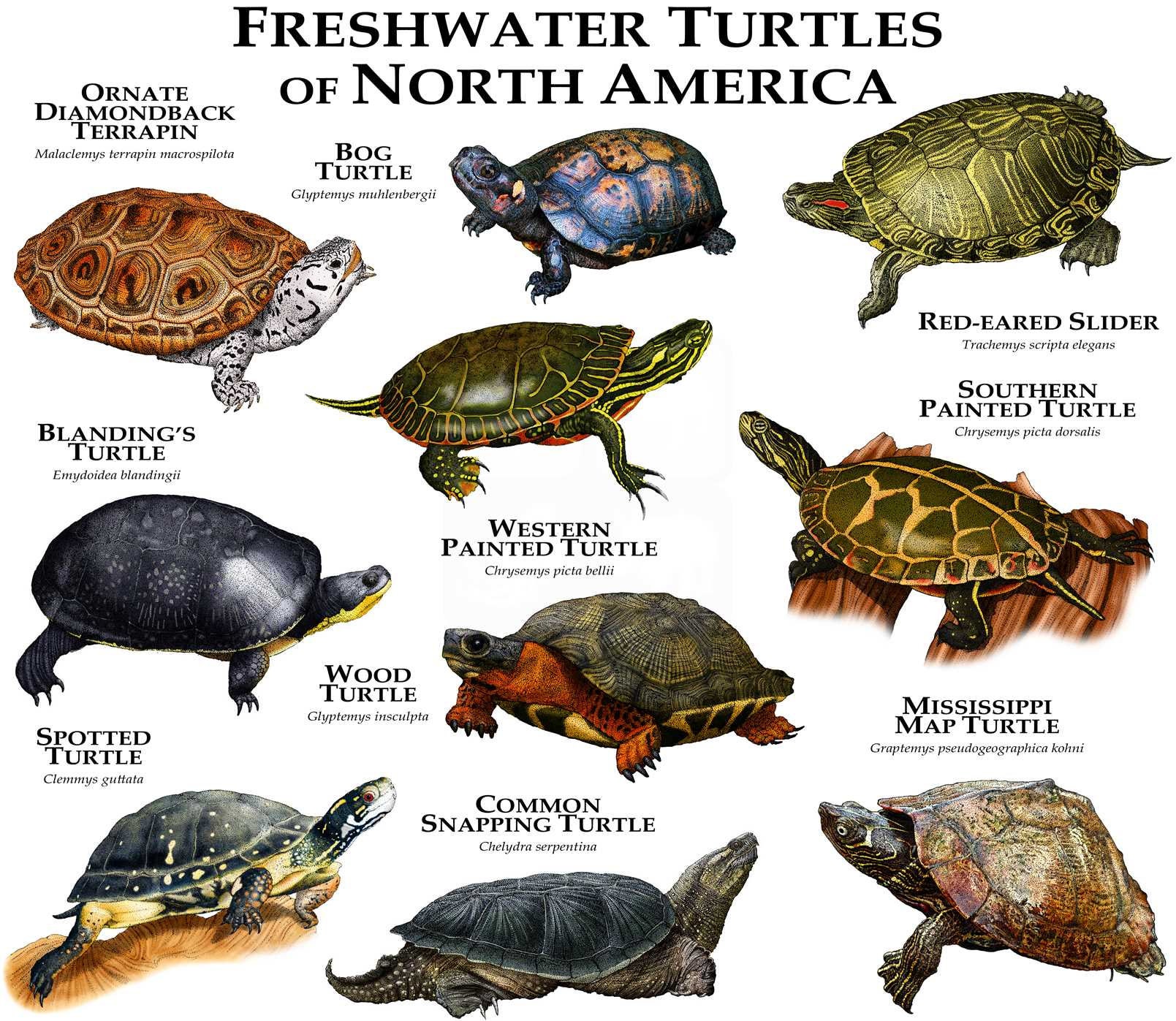 Freshwater Turtles of North America