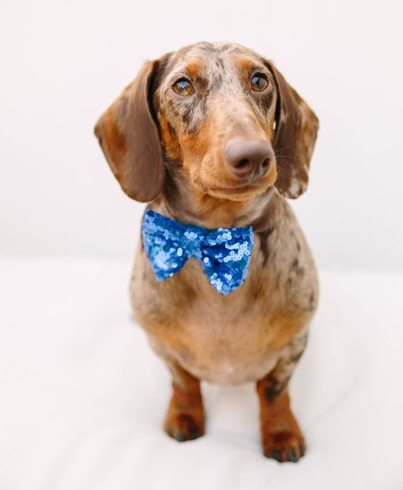 Dog Bow Tie || Dog Costume || Cat Neck Tie || Bowtie for Kitty || Pet Bow Tie || Cat Costume