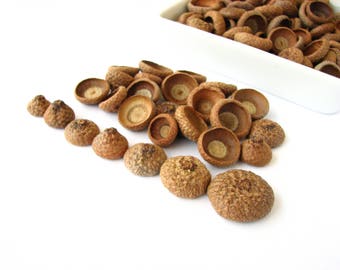 Natural acorn caps, oak hats WITHOUT stems, natural material, natural decorations, craft projects, felt acorn DIY