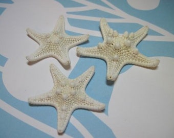Starfish - 3 small Knobby White Starfish - Sea Stars - 2 to 2 1/4 inches