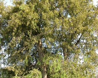 500 Southern Hackberry Tree Seeds, Celtis laevigata