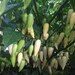 Dente di Coyote, Coyote tooth chilli 10 seeds/seeds