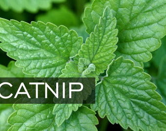 50 + CATNIP Seeds || Perennial Herb Flower Seeds || Natural Bug Mosquito Repellant || NON GMO - Fragrant