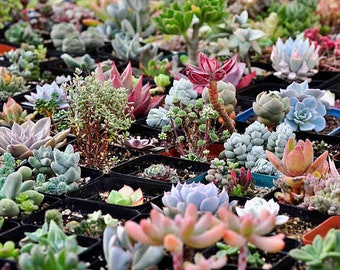 300pcs Mixed Succulent Seeds Lithops Rare Living Stones Pseudotruncatella Bonsai Plants Cactus Flower Seeds Garden Pots Planters Home Plant