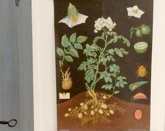 1960'.Vintage Botanical School Chart.POTATO.Signed Jung-Koch-Quentell.Large size:83 x115 cm, 32.4 x45 inches.Very decorative chart.